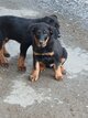 Magnifiques chiots Beaucerons