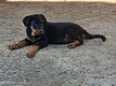 Magnifiques chiots Beaucerons