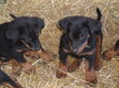 Magnifiques chiots Beaucerons