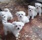 Bichons magnifiques chiots à v