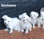 Bichons magnifiques chiots à v
