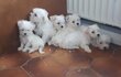 Bichons magnifiques chiots à v