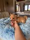 Spitz croisé chihuahua