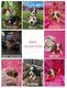 Chiots Beagliedoodle