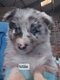 Magnifique border collie