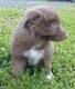Magnifique border collie