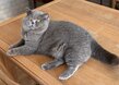 Magnifique British Shorthair bleu