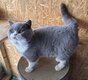 British Shorthair bleu&blanc