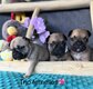 Chiots bouledogues français à vendre