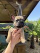 Chiots bouledogues français à vendre