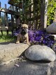 Chiots bouledogues français à vendre