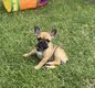 Chiots bouledogues français tous réservés