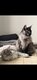 2 Maine Coon adultes [cherche] nouvelle famille