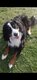 Bouvier Bernois 8 ans à donner