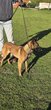 Femelle berger malinois
