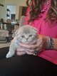 Petit male scottish fold lilac