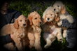 Chiots Goldendoodle