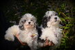 Chiots Maltipoo multicolor