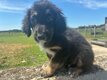 Golden Aussie