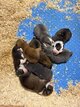 Chiots Chow/Australiens