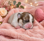 Chiots Bouledogue français