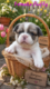 Chiots Bouledogue français
