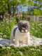 Chiots Bouledogue français