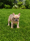 Chiots Bouledogue français