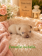 Chiots Bouledogue français