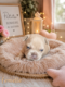 Chiots Bouledogue français