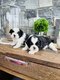 2 superbes portées de Shih tzu nains