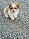 Superbe chiot Shih tzu nain mâle