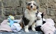 Chiots bergers australiens pures races pedigree...