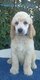 Grand caniche fauve clair