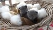 Magnifiques Chaton chartreux disponibles juin