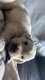 Magnifiques chiots golden retriever