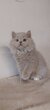Femelle British longhair
