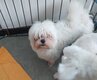 Bichons maltais adulte nain a replacer