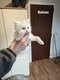 3 chatons Maine Coon
