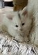 4 chatons Maine Coon