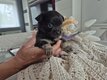 4 males chihuahuas