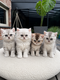 Chatons British shorthair et longhair