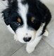 Zara & Boss Bergers Australiens pure race