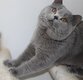 💙 British Shorthair Bleu disponible pour...