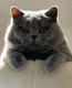 💙 British Shorthair Bleu disponible pour...