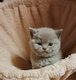 Chatons British shorthair pure race