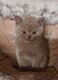 Chatons British shorthair pure race