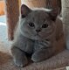 Chatons British shorthair pure race