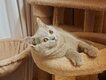 Chatons British shorthair pure race