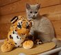 Chatons British shorthair pure race